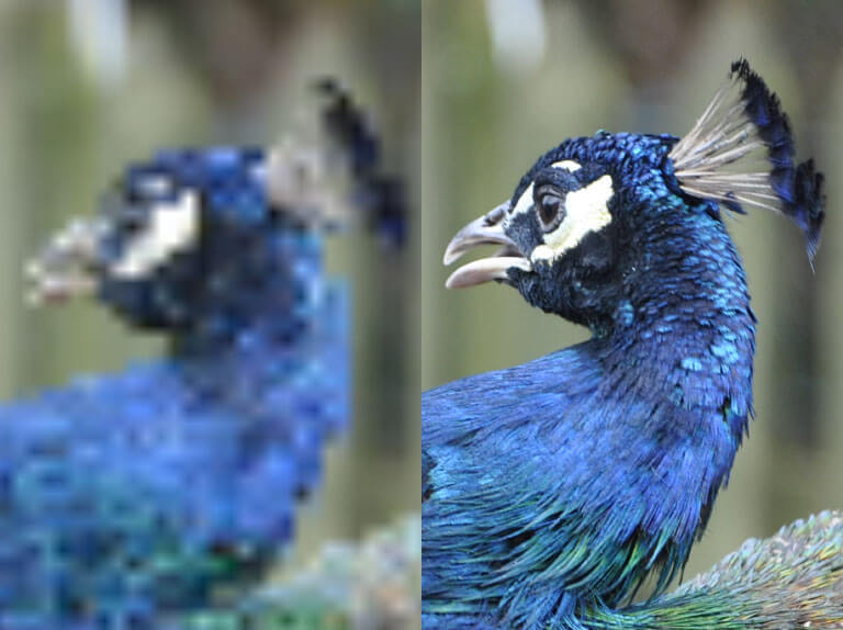 Comparison of a NEF photo in FileBrowser and another file explorer app